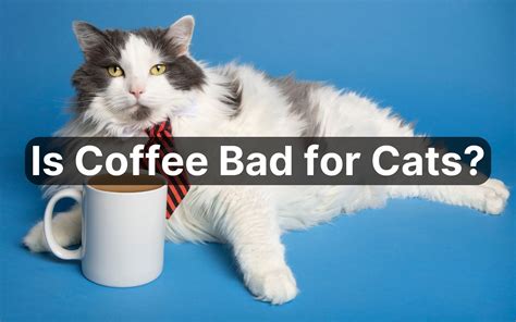 cats and caffeine photos